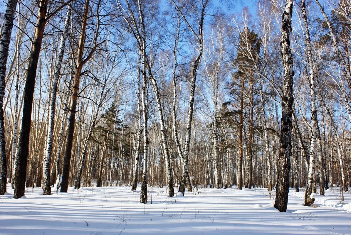 Сегодня в Новосибирске утром -25! (А в феврале шел дождь) - Галина Нестратова Сегодня в Новосибирске утром -25! (А в феврале шел дождь) - Галина Нестратова