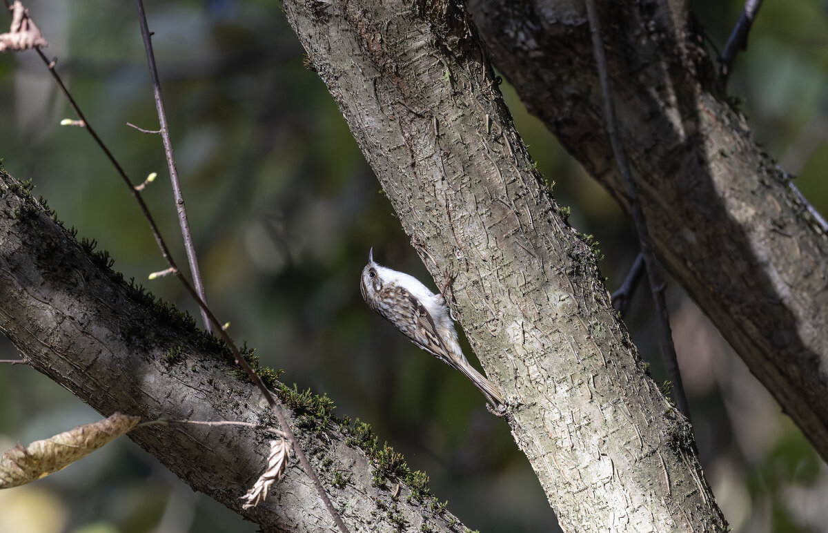 пищуха - юрий макаров пищуха - юрий макаров