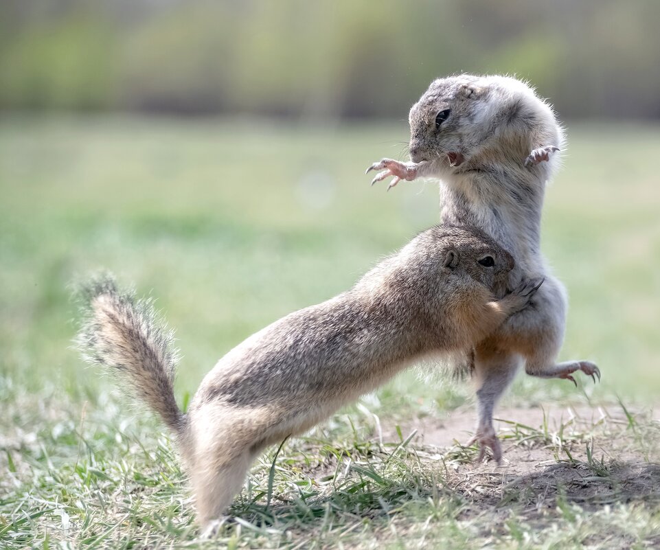 Поединок - Марина Фомина.