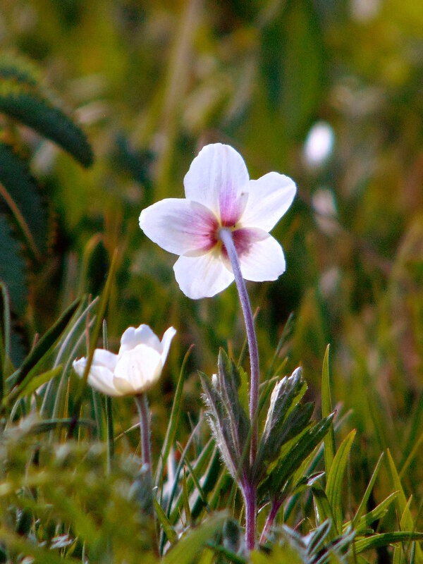Ветреница. - nadyasilyuk Вознюк