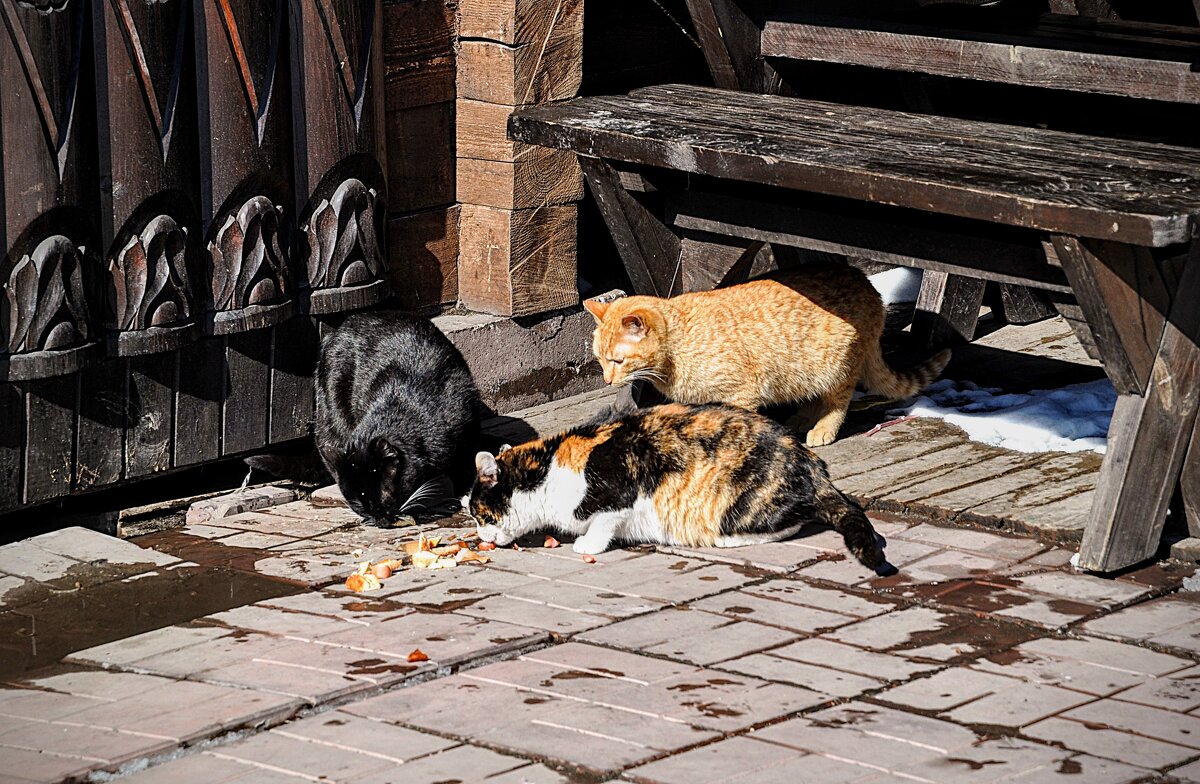 Хорошо живётся кошкам на задах таверны ! ) - Анатолий Колосов Хорошо живётся кошкам на задах таверны ! ) - Анатолий Колосов