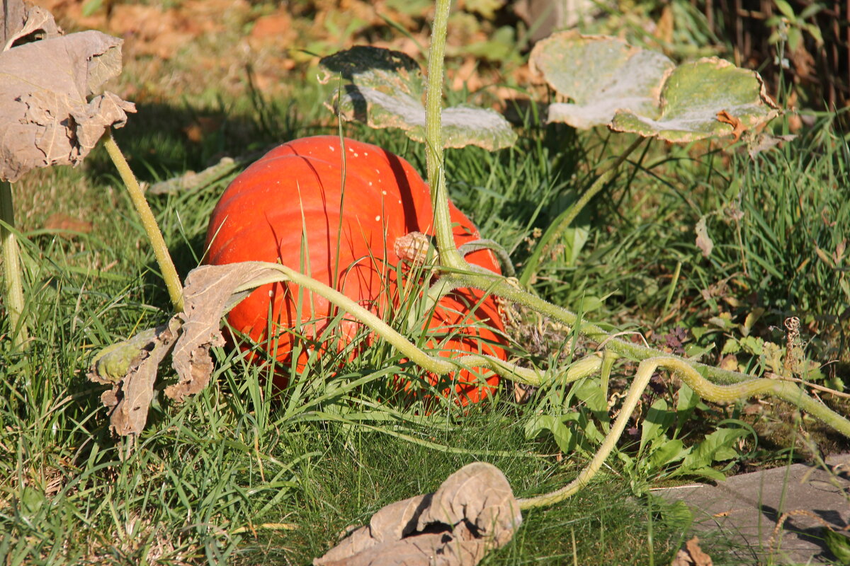 ТЫКВА ЗРЕЕТ... - Валентина ТЫКВА ЗРЕЕТ... - Валентина