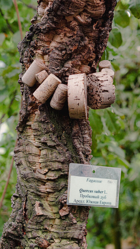 Пробковое дерево - Ольга Кубынина
