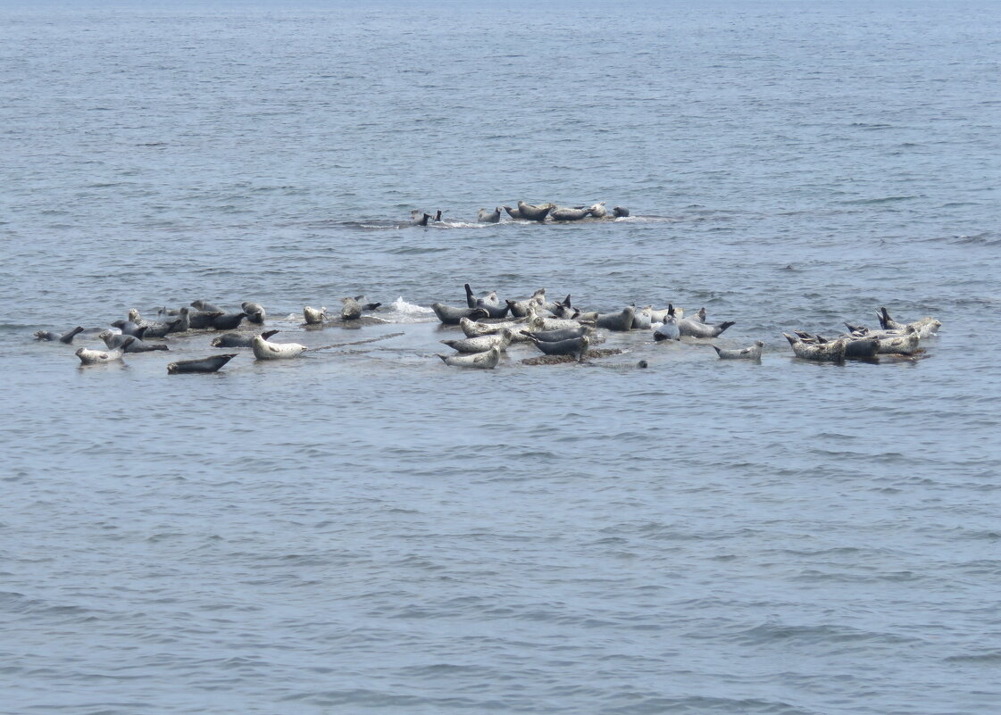 Лежбище нерп у мыса Кузнецова. - ИРЭН@ . Лежбище нерп у мыса Кузнецова. - ИРЭН@ .