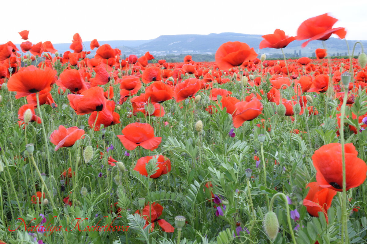 Природа Крыма - Amazing Cosmea Природа Крыма - Amazing Cosmea