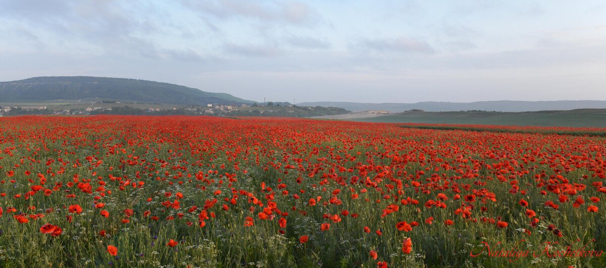 Природа Крыма - Amazing Cosmea Природа Крыма - Amazing Cosmea