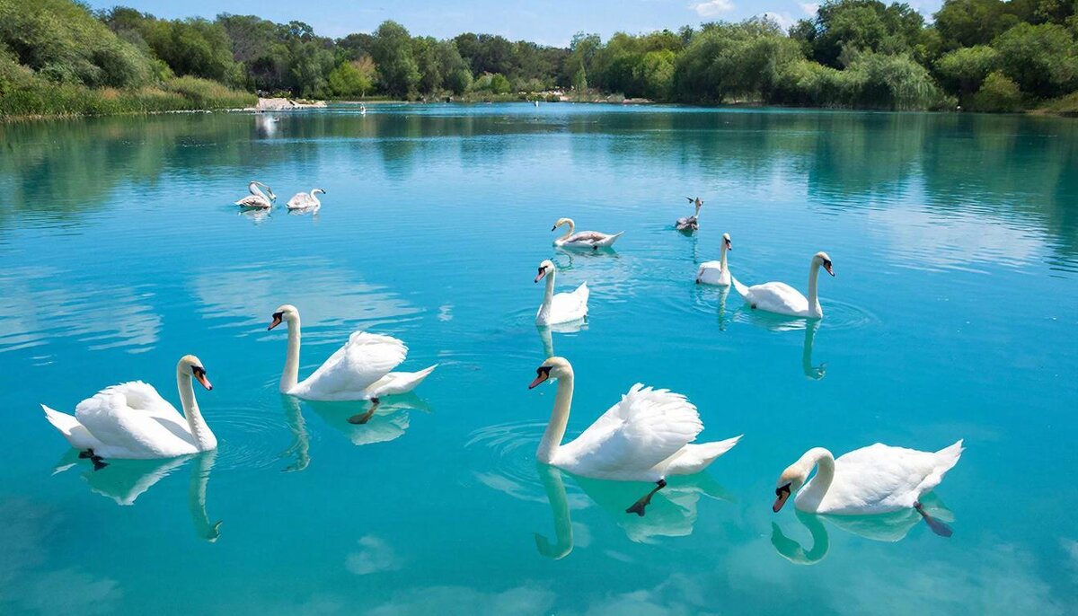 Лебеди - СЕРГЕЙ ФИЛОЧКИН