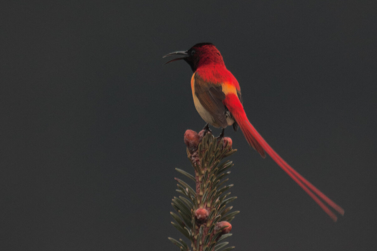 Огненнохвостая нектарница - Yudong Liu