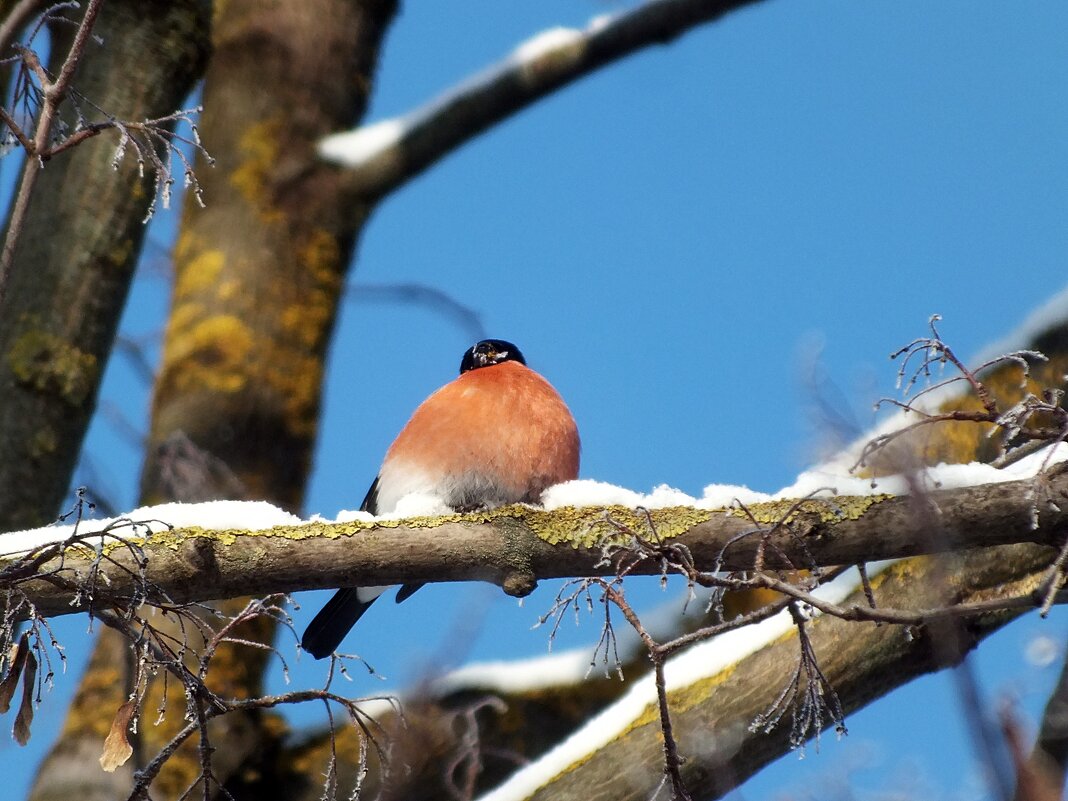 Снегирь - Зоя Мишина Снегирь - Зоя Мишина