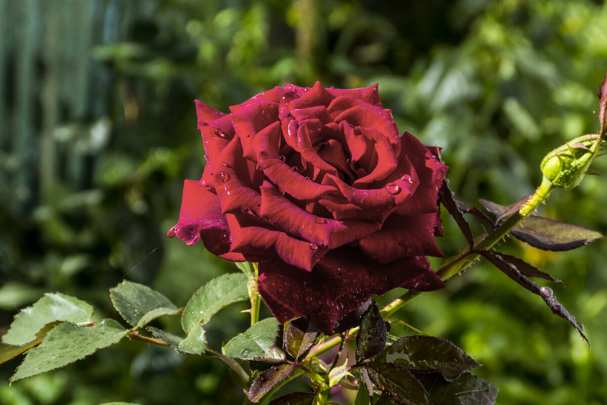 Бархатная роза - Валентин Семчишин Бархатная роза - Валентин Семчишин