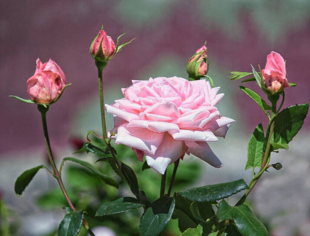 Царица с наследниками - елена беликова