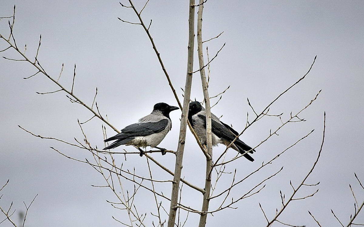 Душевное общение - Алексей Бубнов