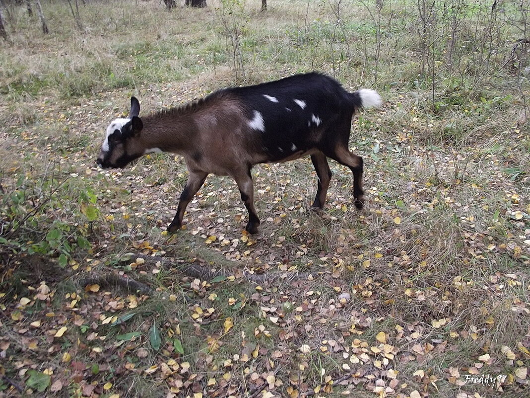 Самостоятельный козлёнок - Freddy 97