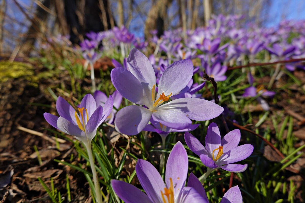 Весна рисует лепестков ажуром... нежность!!! ​ ... - Галина 