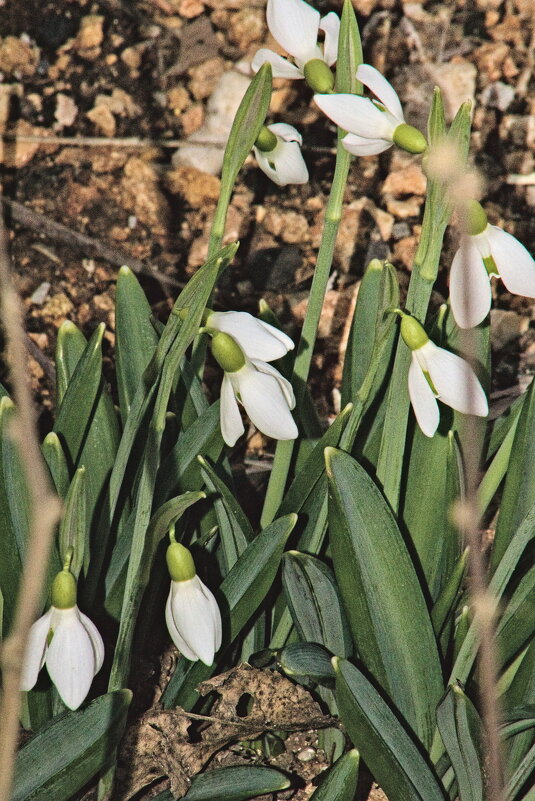 Подснежники. - Giant Tao /