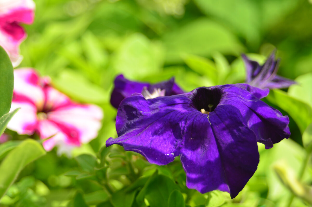 . - Дмитрий Шароватов