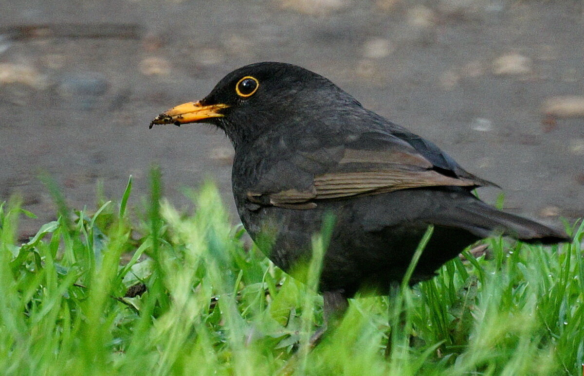 И вот она Весна... - Николай Саржанов