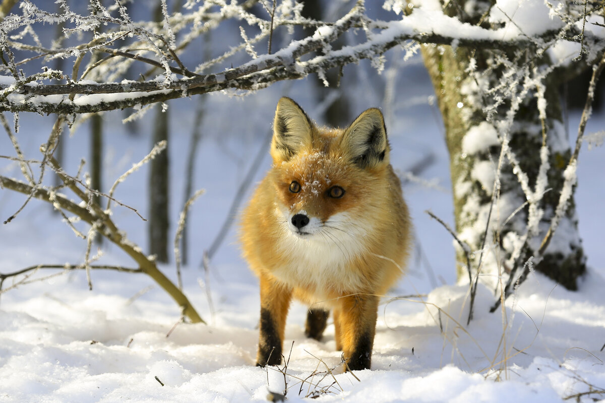 *** - Валерий Черняк