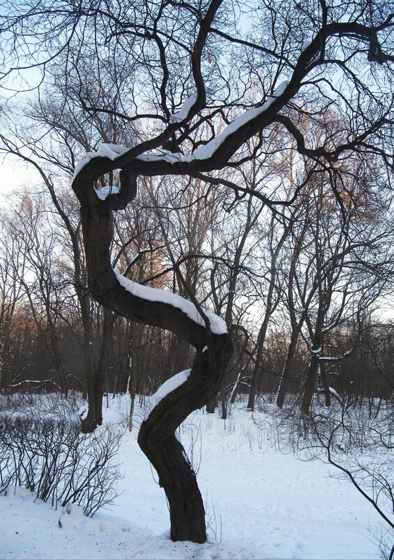 Дерево с непростой судьбой - Наталья Герасимова