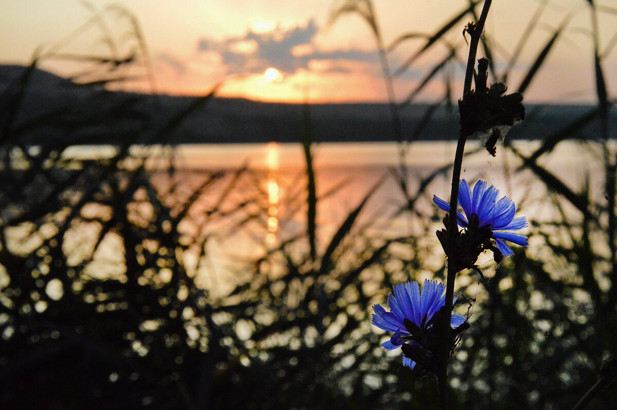 Рассветная мозаика августа... - Надежда Куркина Рассветная мозаика августа... - Надежда Куркина