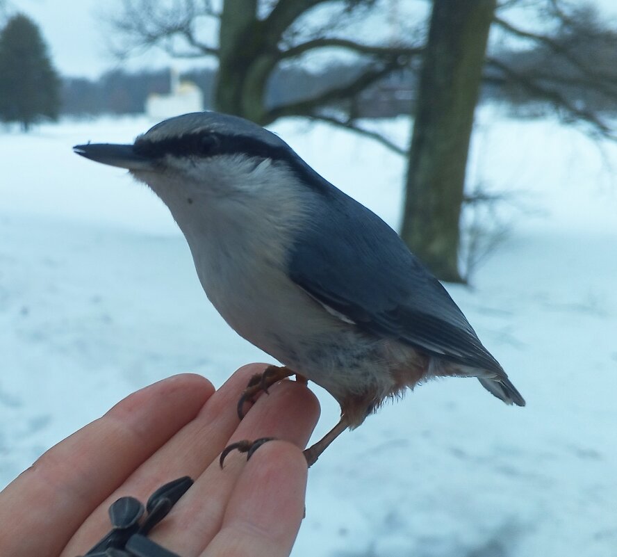 Поползень - Сапсан 