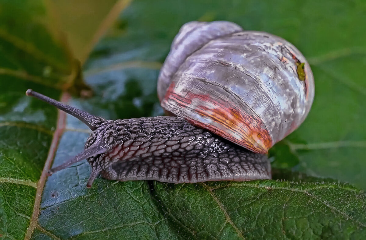 Виноградная улитка - Aleksey Afonin