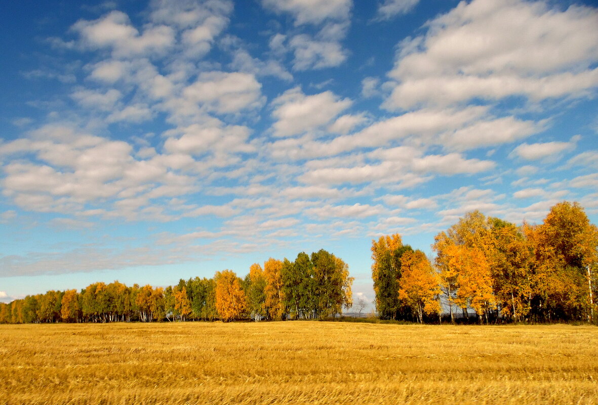 Осени яркие краски. - nadyasilyuk Вознюк