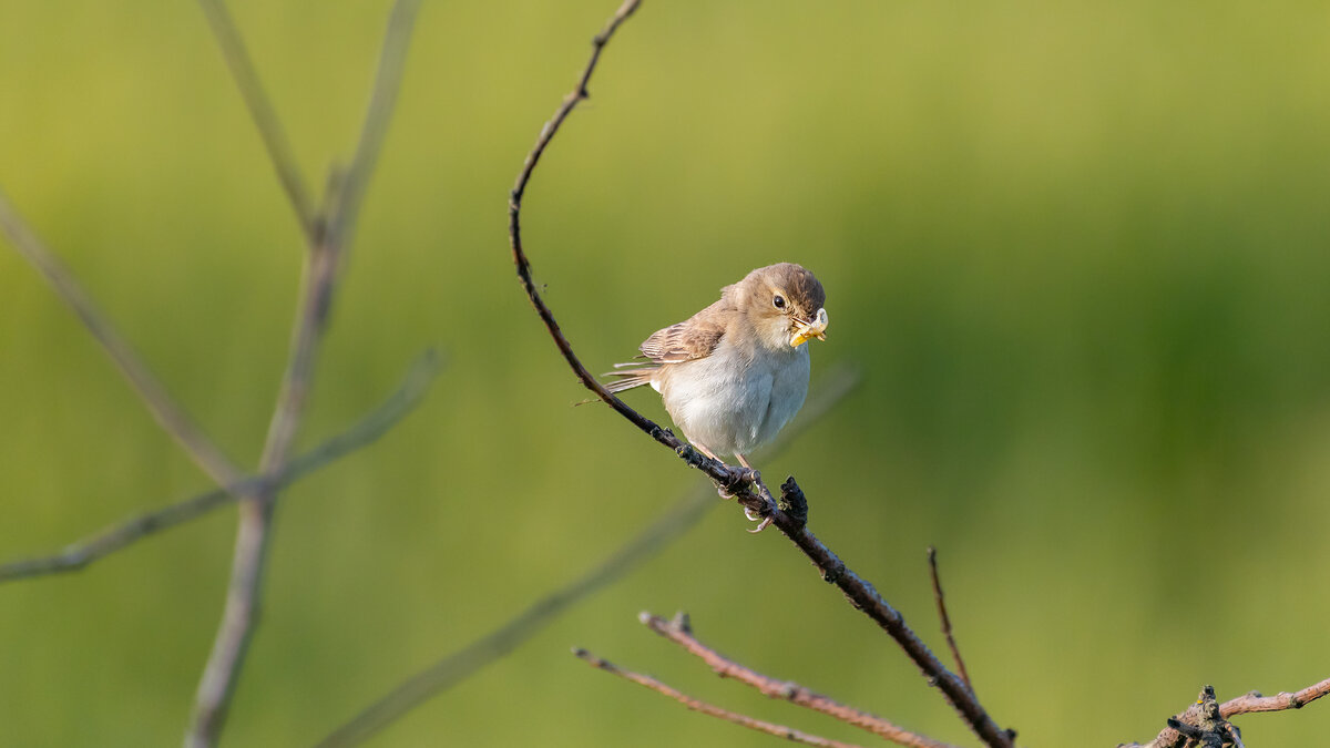 С добычей - Владимир Лазарев