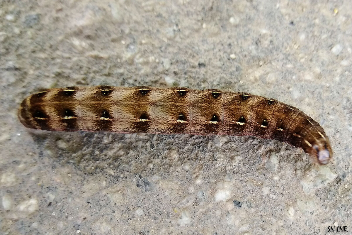 Насекомые - Наталья (ShadeNataly) Мельник