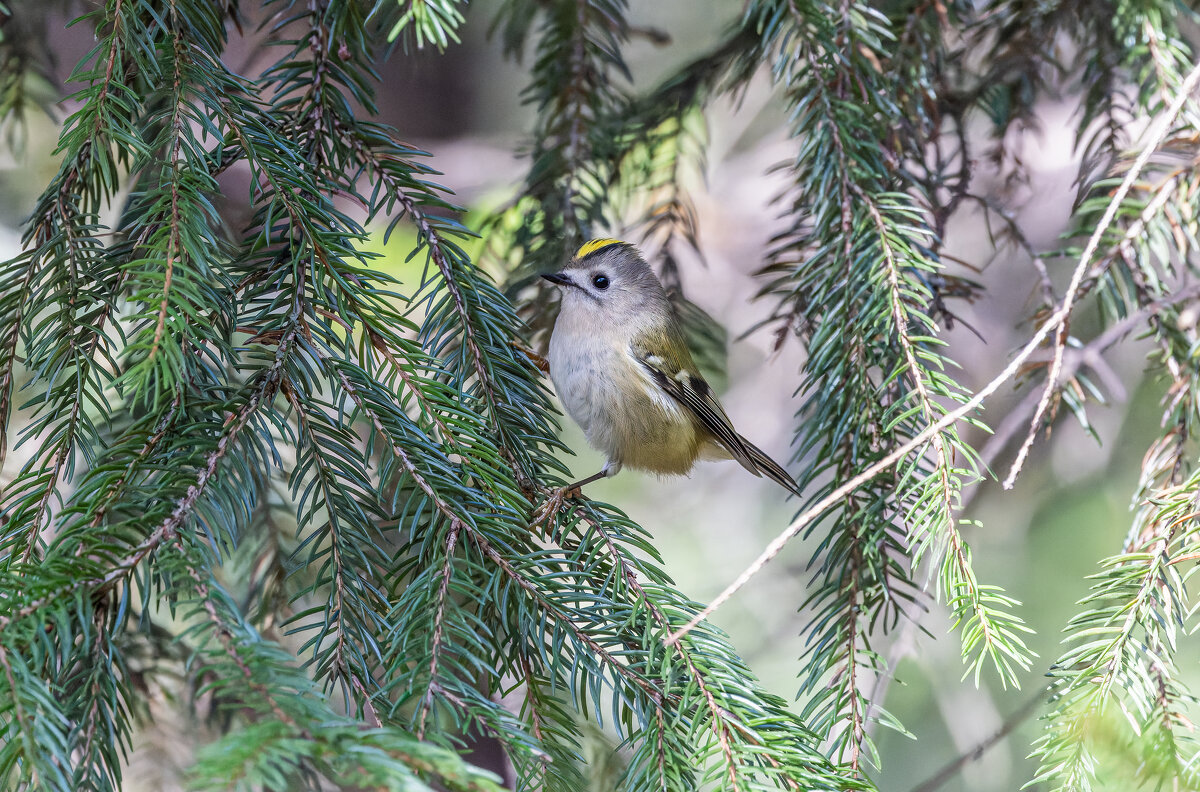 желтоголовый королек - юрий макаров желтоголовый королек - юрий макаров