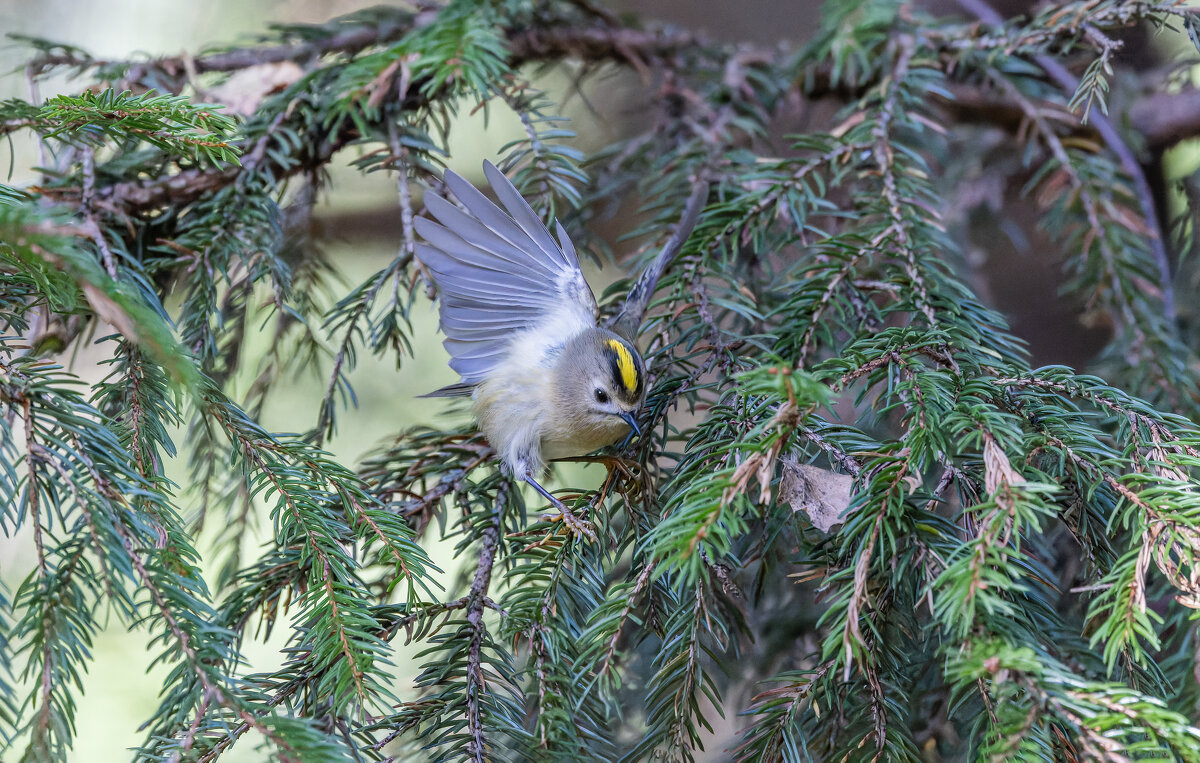 желтоголовый королек - юрий макаров желтоголовый королек - юрий макаров