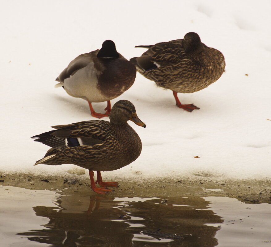 стража уснула - Владимир Зырянов