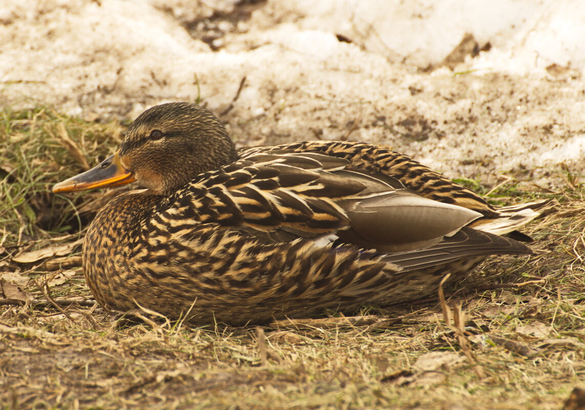 весна идет - Владимир Зырянов