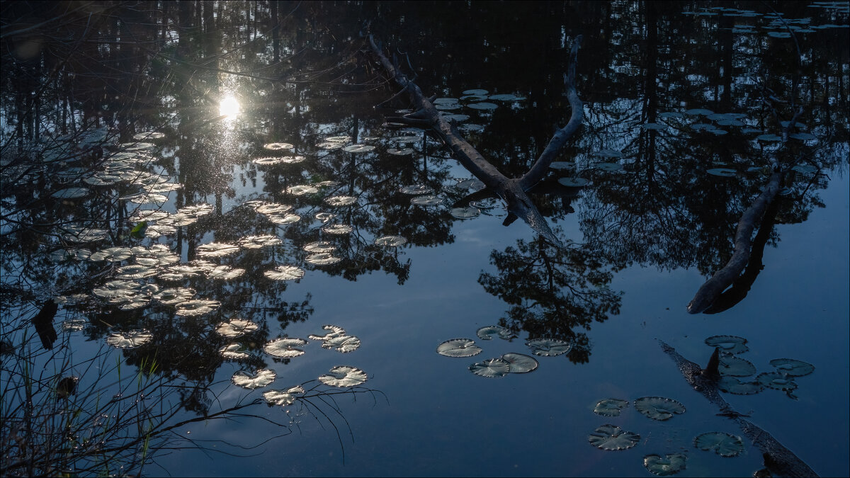 Кувшинки - **** vedin