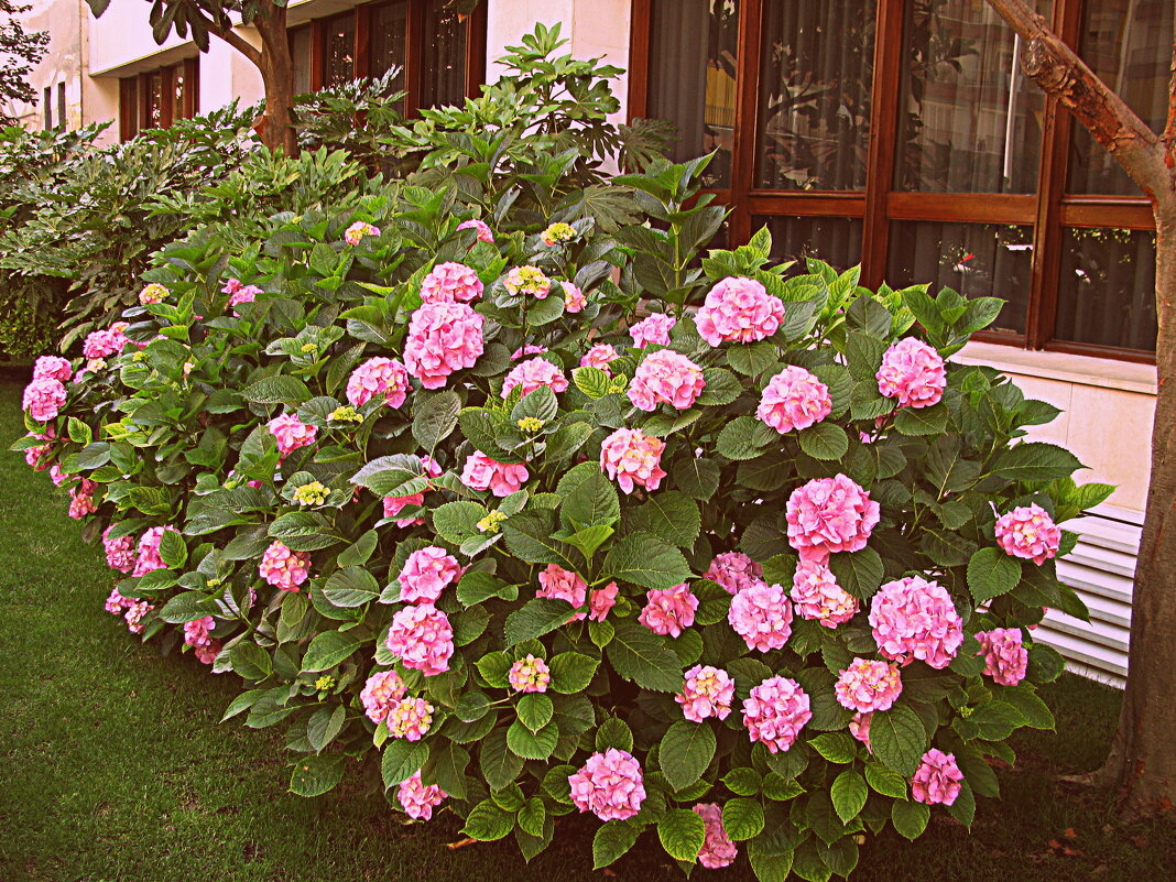 Барселона. - Владимир Драгунский