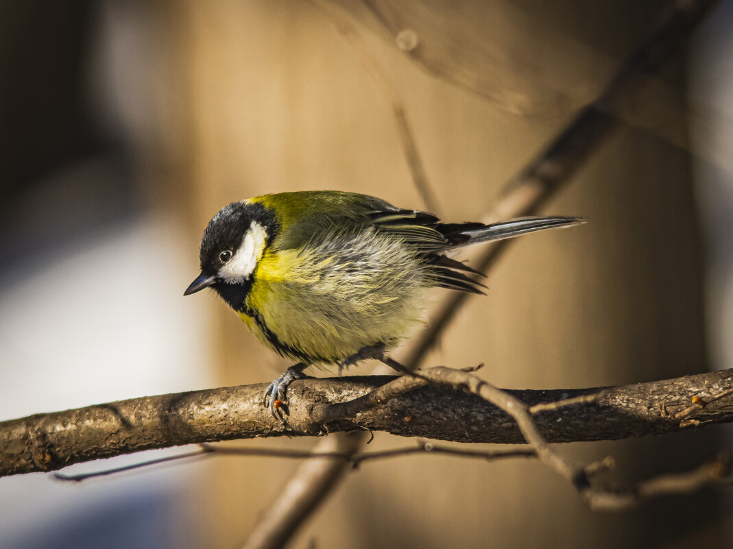 Жёлтопузик. - Петр Беляков