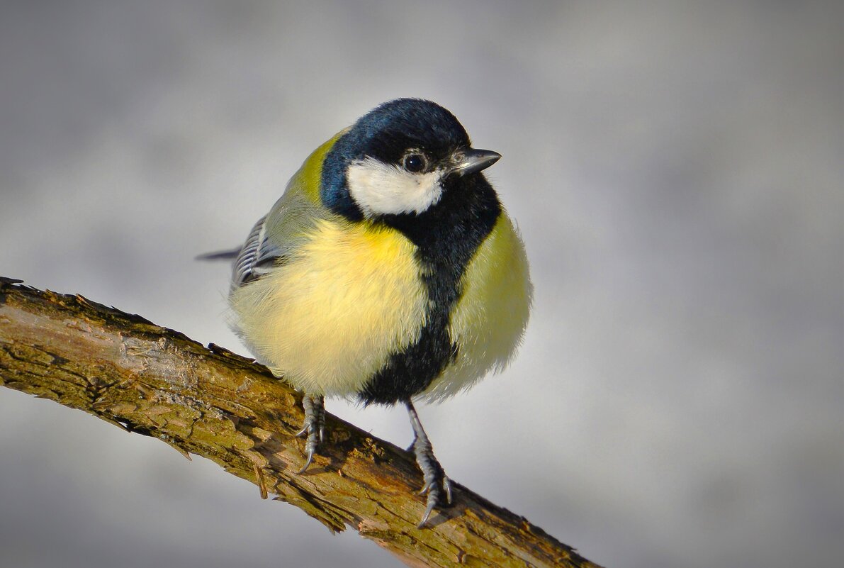 Синица - Константин Анисимов