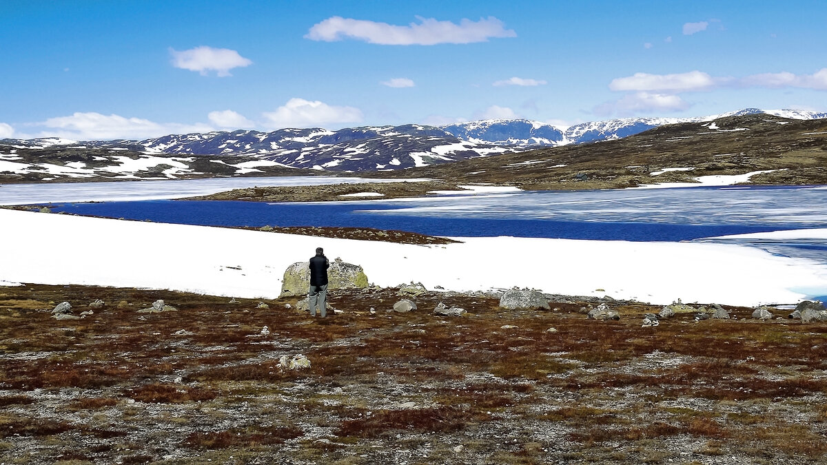 Здесь нет деревьев и кустов - Alexandеr P