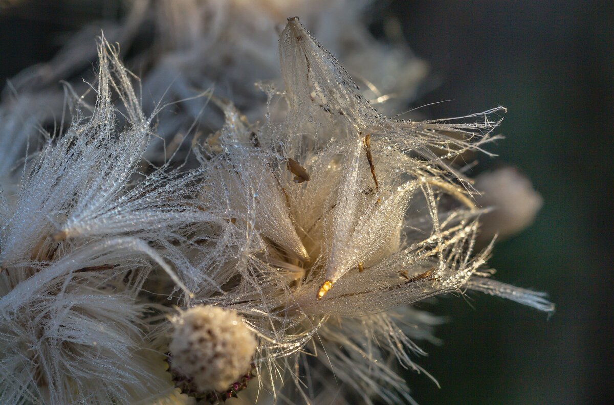 Краски лета. Утрення роса. - Алексей Трухин Краски лета. Утрення роса. - Алексей Трухин