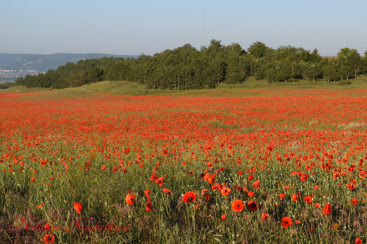Природа Крыма - Amazing Cosmea Природа Крыма - Amazing Cosmea