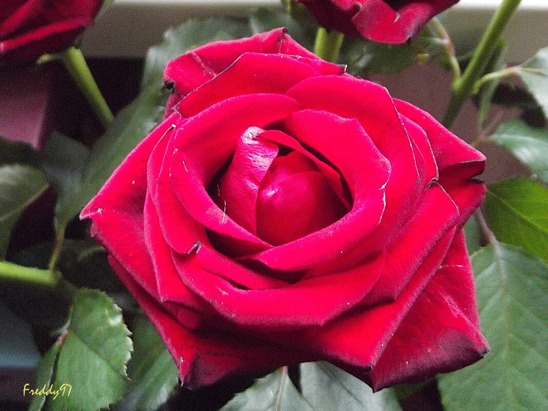 Роза - Freddy 97 Роза - Freddy 97