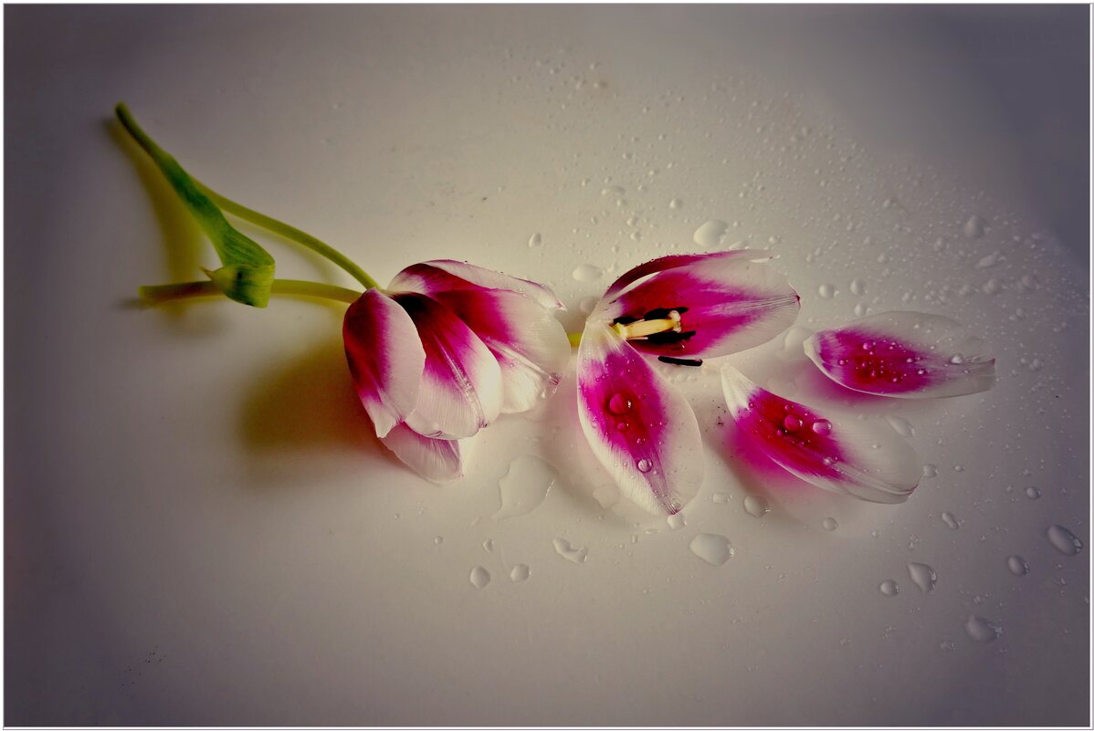 ПРОЩАЛЬНОЕ... - Elvira E. ПРОЩАЛЬНОЕ... - Elvira E.