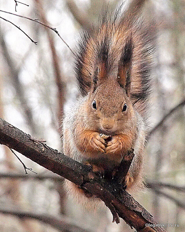 всем кушать хочется - Олег Лукьянов