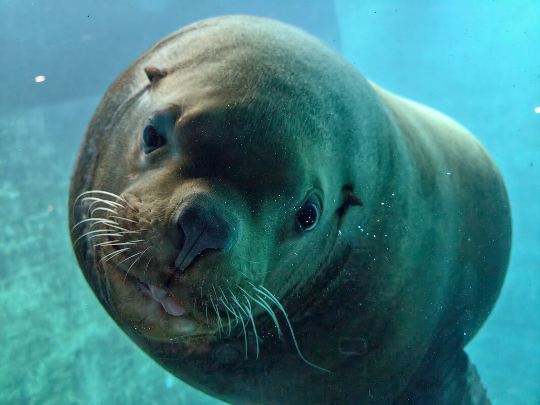 Сивуч - <<< Наташа >>> Сивуч - <<< Наташа >>>