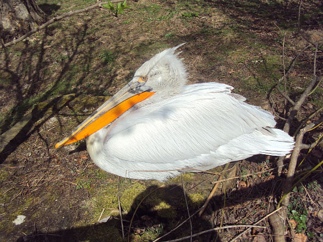 Пражский зоопарк - Tata Wolf