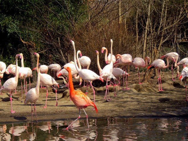 Пражский зоопарк - Tata Wolf