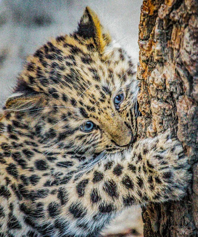 леопард - Аркадий Лаптенко