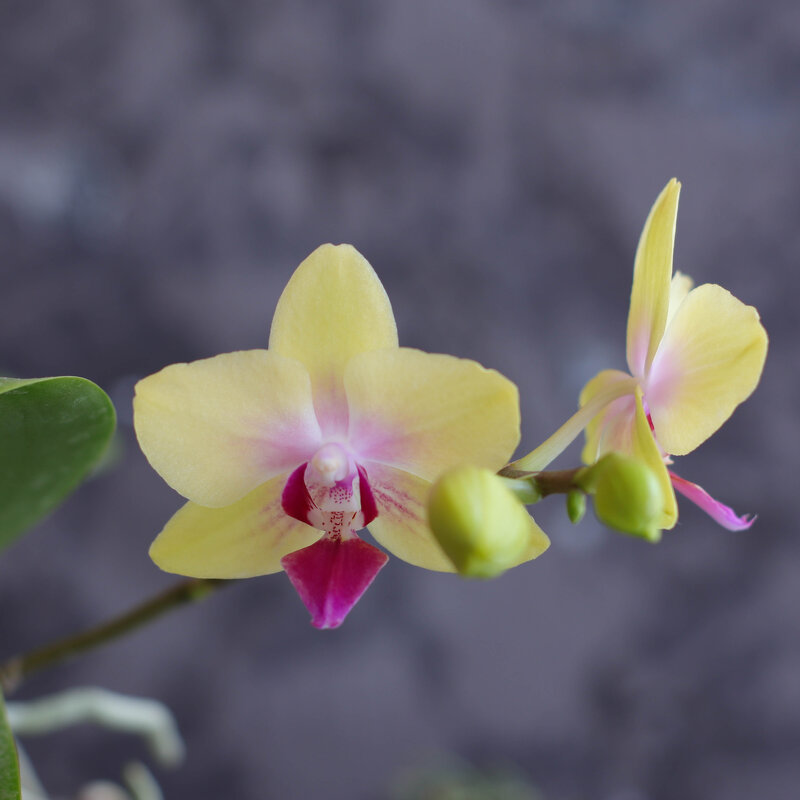 Моя коллекция орхидей - Irene Irene