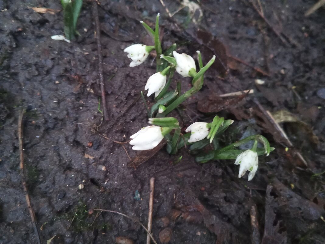 Подснежник - Сапсан 