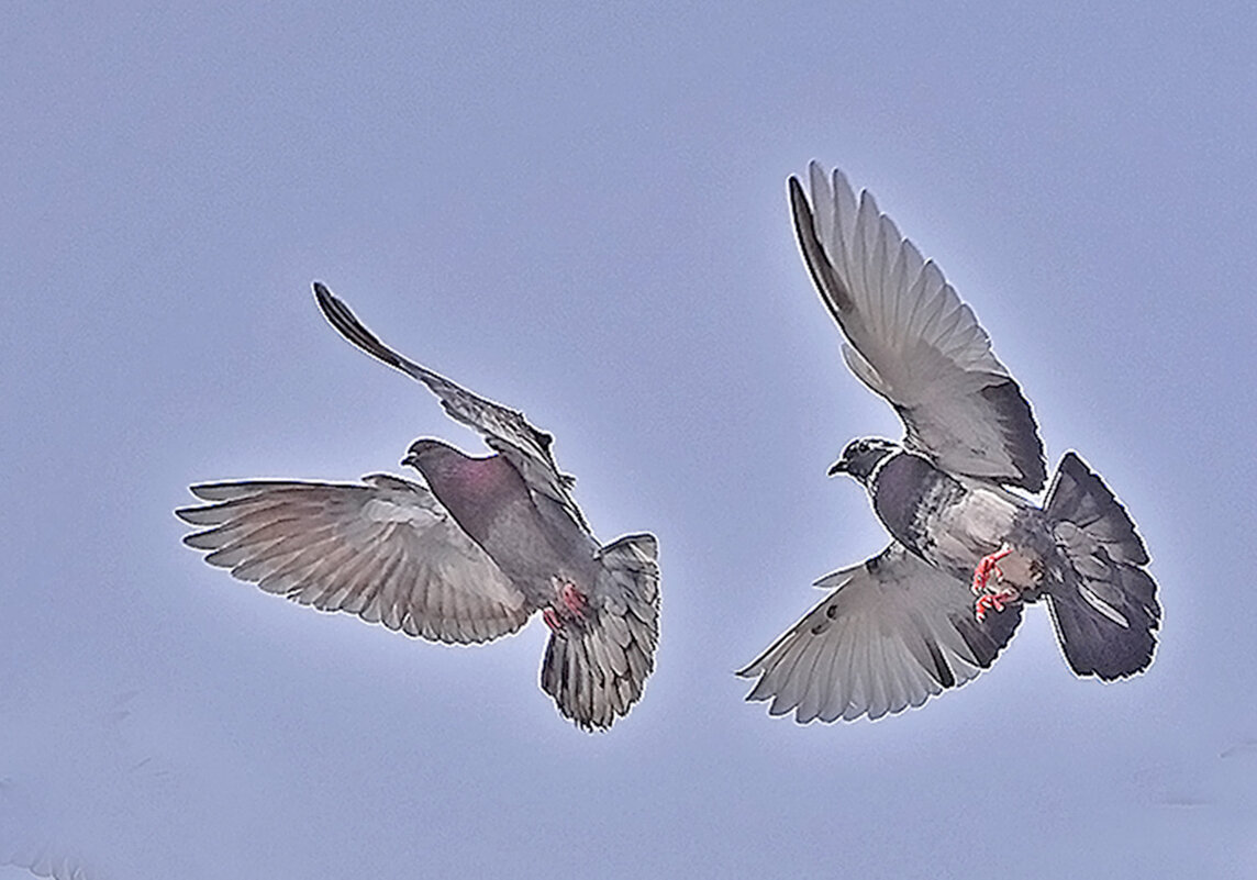 Танец в небе. - Валентина  Нефёдова 